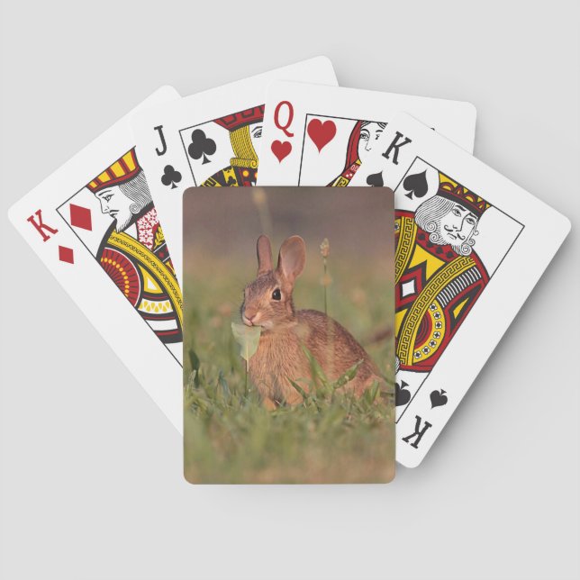 Jeu De Cartes Lapin de lapin (dos)