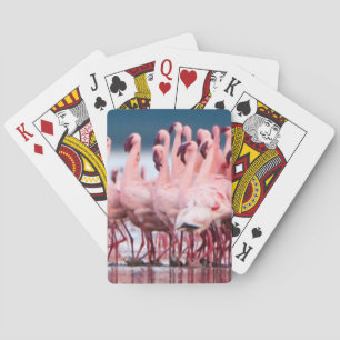 Jeu De Cartes Large Group of Lesser Flamingos