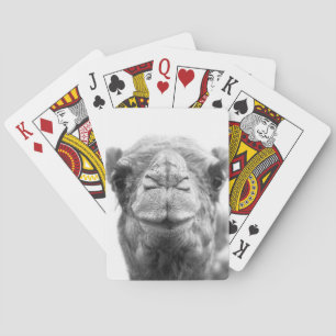 Jeu De Cartes Le chameau embrasse la photo de plan rapproché