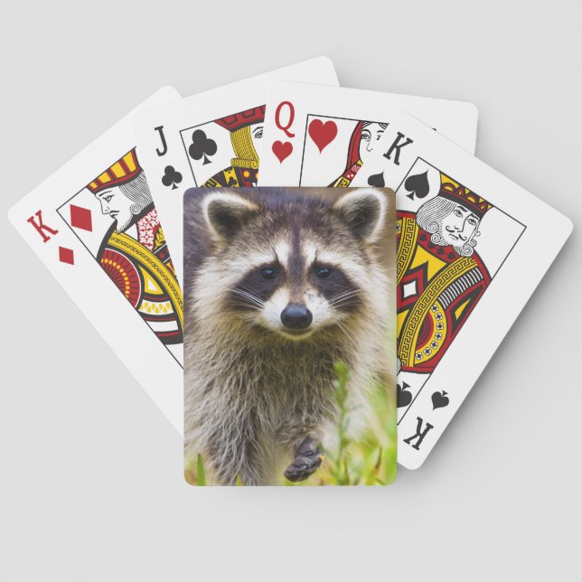 Jeu De Cartes Le raton laveur, Procyon lotor (dos)