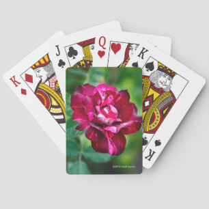 Jeu De Cartes Le tigre pourpre s'est levé