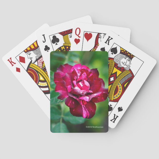 Jeu De Cartes Le tigre pourpre s'est levé (dos)