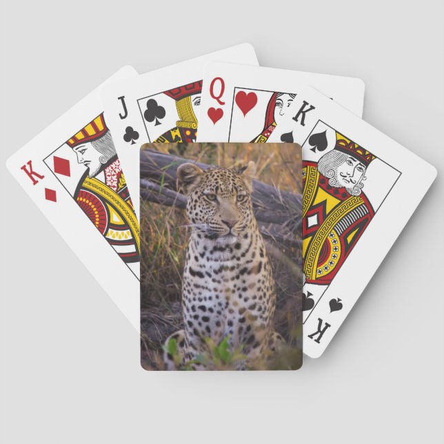 Jeu De Cartes Léopard assis, Botswana, Afrique (dos)