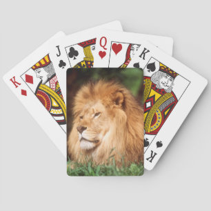 Jeu De Cartes Lion adulte mâle