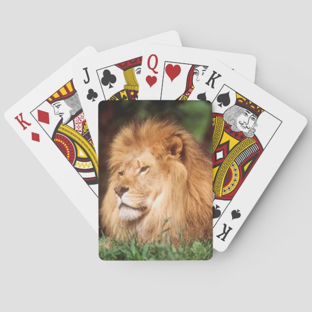 Jeu De Cartes Lion adulte mâle (dos)