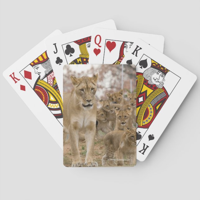 Jeu De Cartes Lion CUB africain avec la mère (dos)