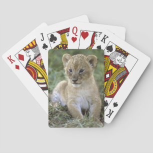 Jeu De Cartes lion d'Afrique, Panthera leo), Tanzanie,
