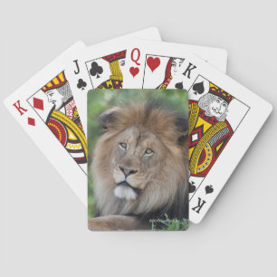 Jeu De Cartes Lion Lounging dans une forêt