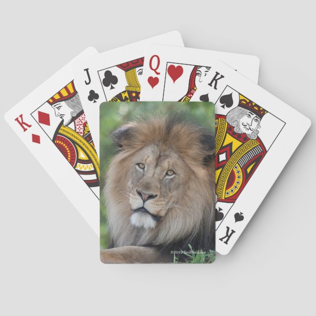 Jeu De Cartes Lion Lounging dans une forêt (dos)
