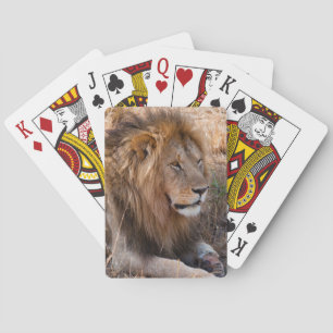 Jeu De Cartes Lion réserve nationale du Maasai Mara, Kenya