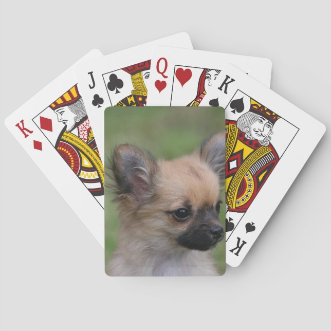 Jeu De Cartes Long Haired Chihuahua Puppy Looking at Camera (dos)