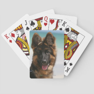 Jeu De Cartes Long Haired German Shepherd Beach