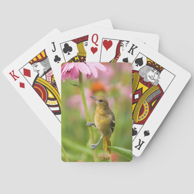 Jeu De Cartes Loriot de Baltimore (dos)