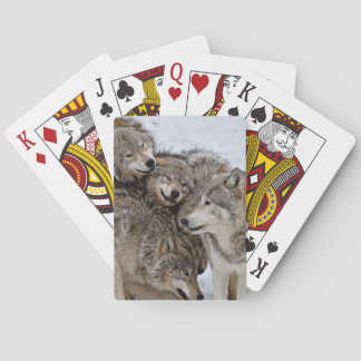 Jeu De Cartes Loup de bois de l'Est