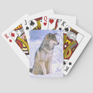 Jeu De Cartes Loup gris assis dans la neige, Canis lupus,
