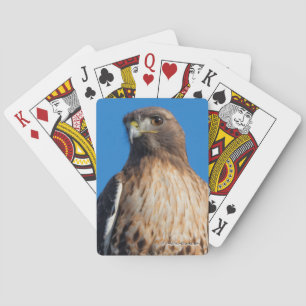 Jeu De Cartes Magnifique Buse à queue rouge au soleil