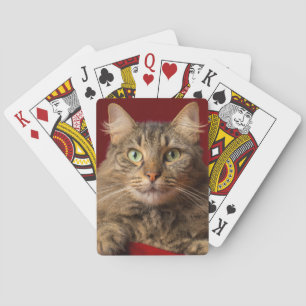 Jeu De Cartes Maine Coon pour Noël avec collectionneur