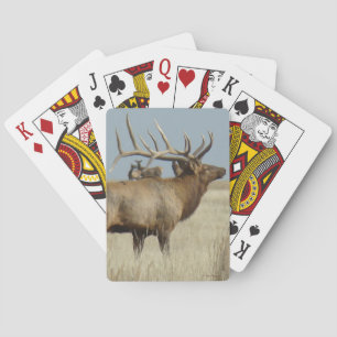 Jeu De Cartes Maître de troupeau d'élans de taureaux E4