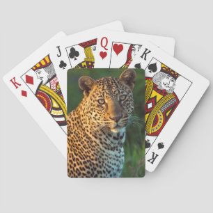 Jeu De Cartes Male Leopard (Panthera Pardus) Full-Grown Cub