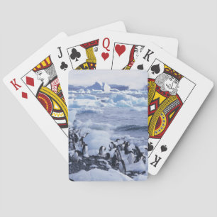 Jeu De Cartes Manchots Adélie Pygoscelis adeliae