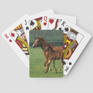 Jeu De Cartes Mare et foal 3