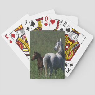 Jeu De Cartes Mare et poulain arabe