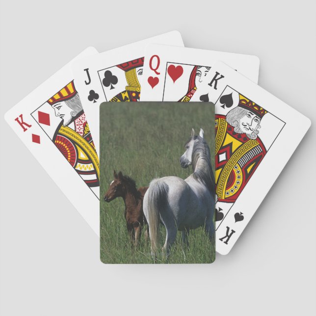 Jeu De Cartes Mare et poulain arabe (dos)
