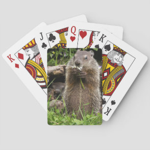 Jeu De Cartes Marmotte mâchonnant une fleur