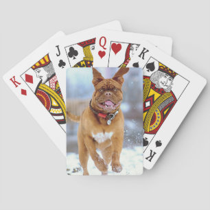 Jeu De Cartes Mastiff