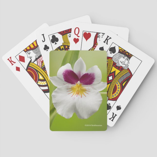 Jeu De Cartes Miltoniopsis Roezlii (orchidées de pensée) (dos)