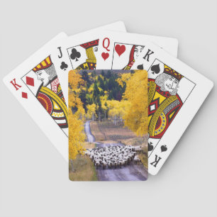 Jeu De Cartes Moutons sur la route de campagne
