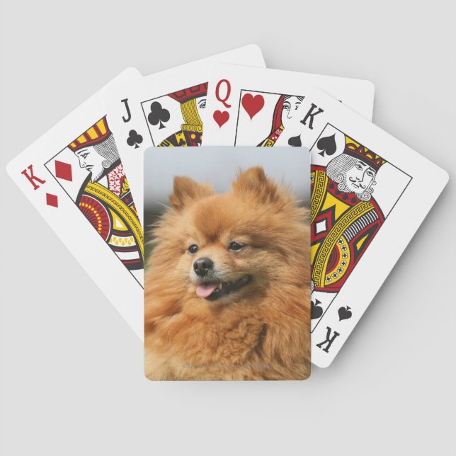 Jeu De Cartes Observation de Pomeranian (dos)