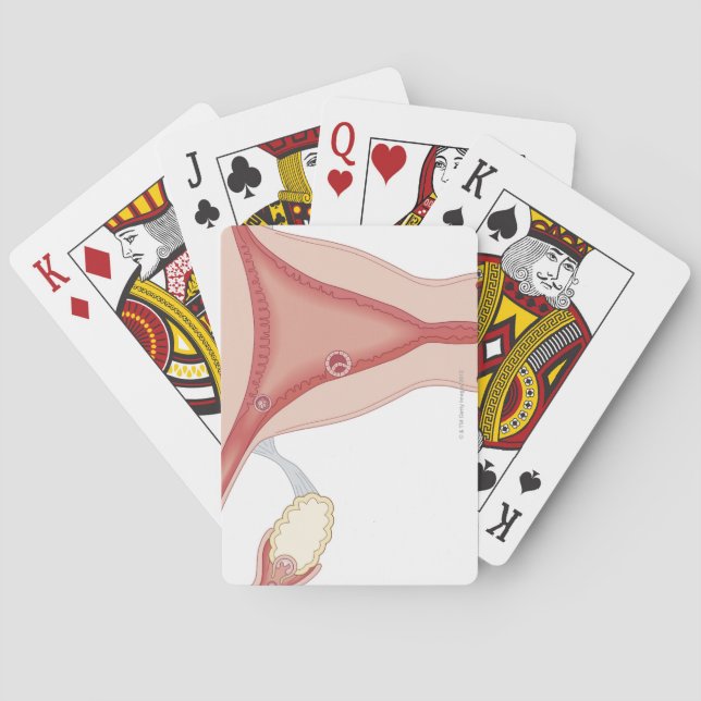 Jeu De Cartes Oeuf fertilisé Devenant embryon (dos)