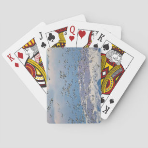 Jeu De Cartes Oies des neiges pendant la migration printanière
