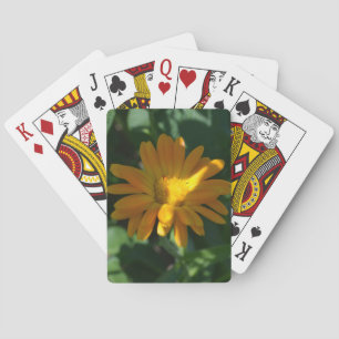 Jeu De Cartes Orange Pot Marigold Flower (Calendula officinalis)