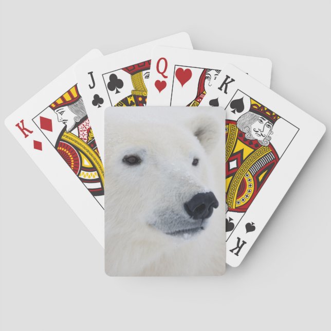Jeu De Cartes Ours polaire Churchill (dos)