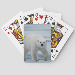 Jeu De Cartes Ours polaire, Ursus Maritimus, Adulte