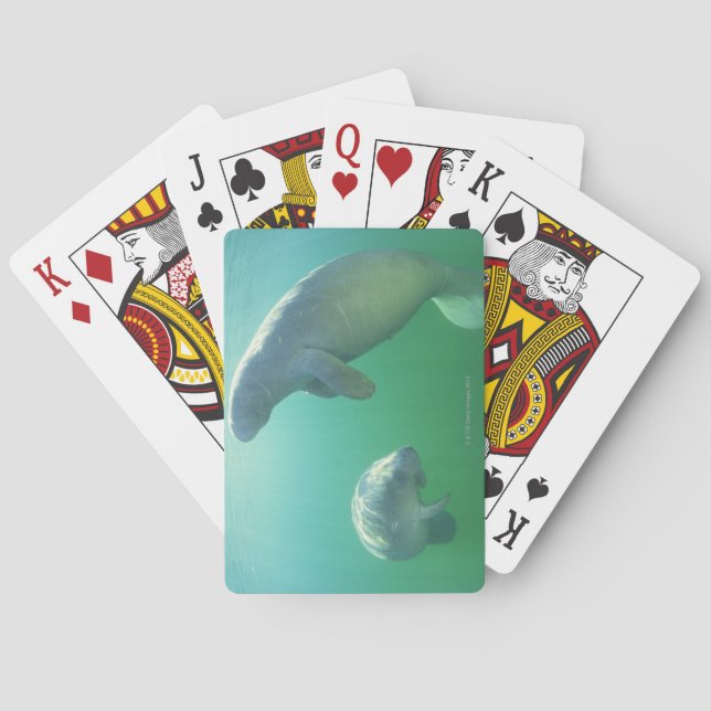 Jeu De Cartes Pair de Florida manatees swimming (dos)