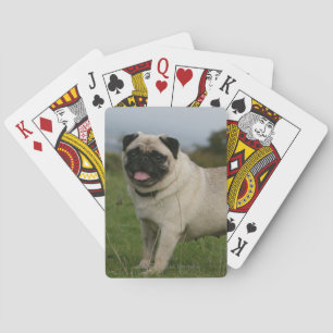 Jeu De Cartes Panneaux de carlin