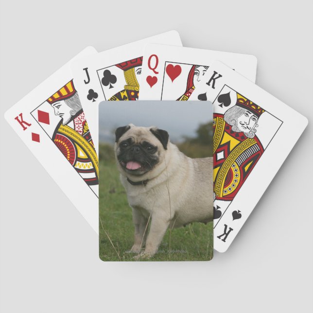 Jeu De Cartes Panneaux de carlin (dos)