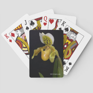 Jeu De Cartes Paphiopedilum Exul
