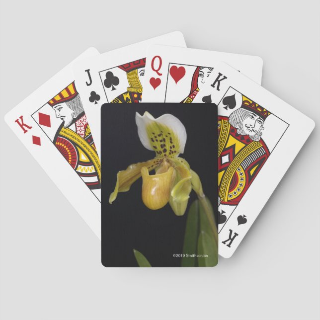 Jeu De Cartes Paphiopedilum Exul (dos)