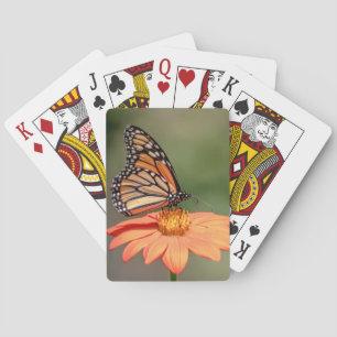 Jeu De Cartes Papillon Monarque sur une fleur d'orange