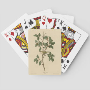 Jeu De Cartes Paruline du Tennessee, d'Audubon's Birds of Americ