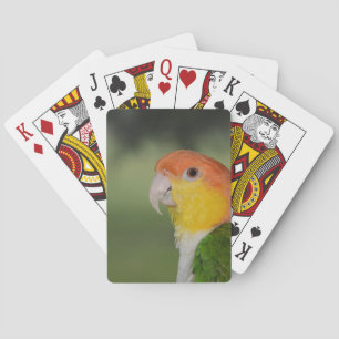 Jeu De Cartes Perroquet caïque à ventre blanc à l'extérieur