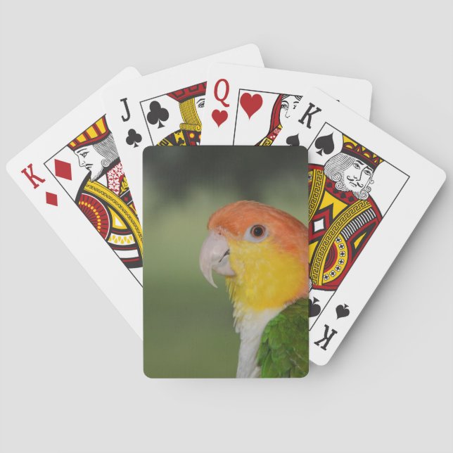 Jeu De Cartes Perroquet caïque à ventre blanc à l'extérieur (dos)