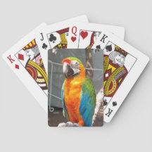 Perroquet, cartes de jeu, nature, oiseaux