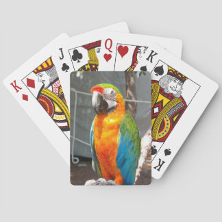 Jeu De Cartes Perroquet, cartes de jeu, nature, oiseaux