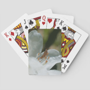 Jeu De Cartes Petit Grasshopper Sur Fleur Azalée Blanche