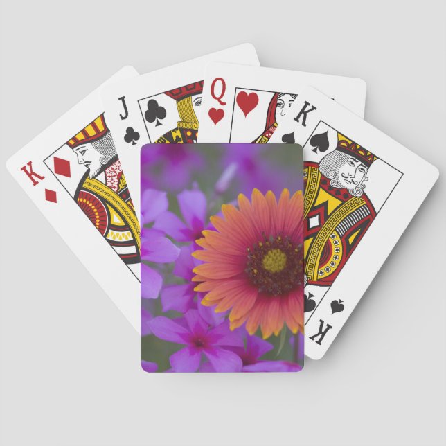 Jeu De Cartes Phlox et couverture indienne près de Devine Texas (dos)